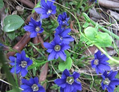 Gentiana dshimilensis