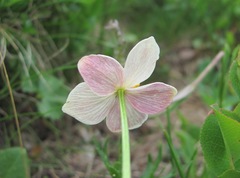 Anemonastrum speciosum