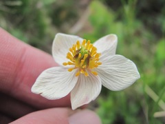 Anemonastrum speciosum