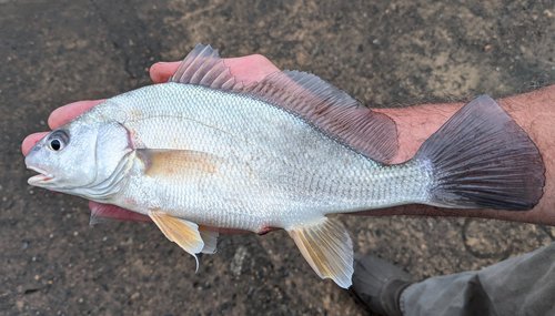 Freshwater Drum, photo 9 of 9