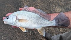 Aplodinotus grunniens