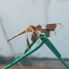 Erythrodiplax umbrata