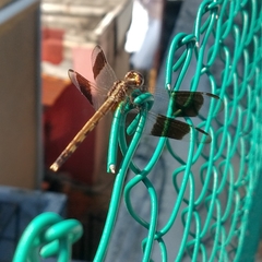 Erythrodiplax umbrata