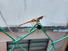 Erythrodiplax umbrata