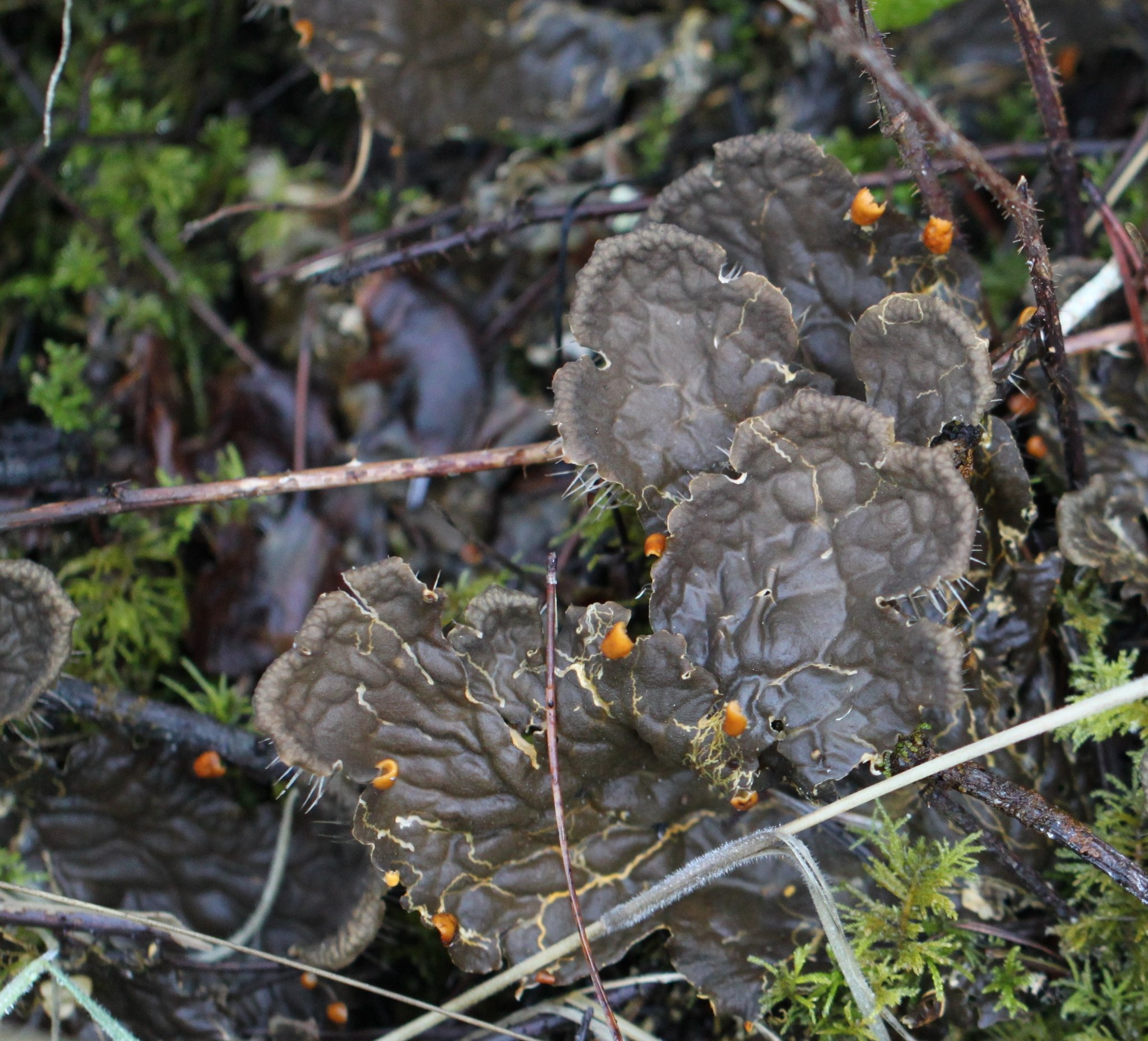 Peltigera image