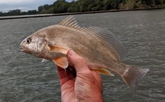 Aplodinotus grunniens