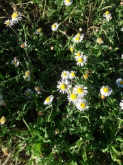 Aphanostephus ramosissimus