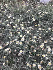 Aphanostephus ramosissimus