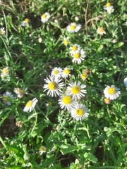 Aphanostephus ramosissimus