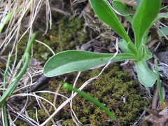 Campanula tridentata biebersteiniana