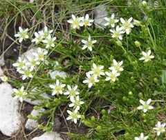 Moehringia ciliata