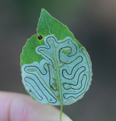 Phyllocnistis labyrinthella