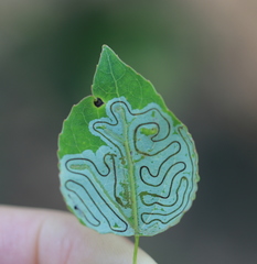 Phyllocnistis labyrinthella