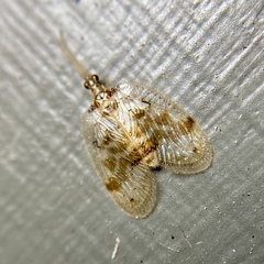 Carobius pulchellus