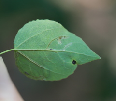Phyllocnistis labyrinthella
