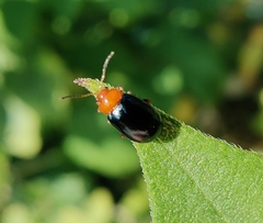 Podagrica fuscicornis
