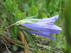 Campanula tridentata biebersteiniana