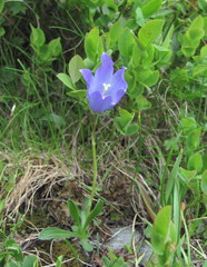 Campanula tridentata biebersteiniana