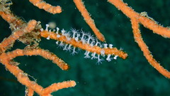 Subergorgia suberosa