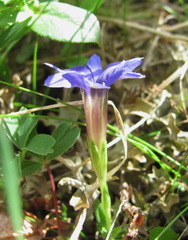 Gentiana dshimilensis