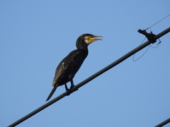 Phalacrocorax carbo