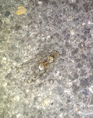 Cicada orni