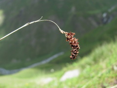 Luzula spicata