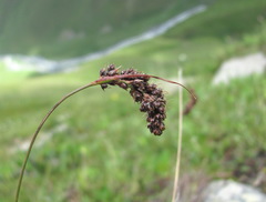Luzula spicata