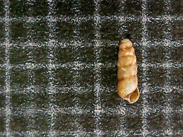 Acicula palaestinensis