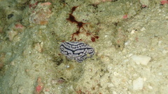 Phyllidiidae