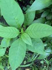 Phytolacca americana