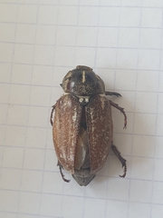 Anoxia maculiventris