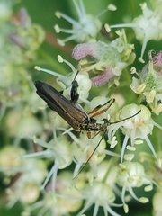 Oedemera podagrariae