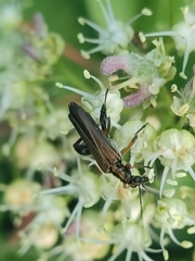 Oedemera podagrariae