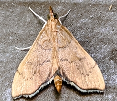 Sericoplaga externalis