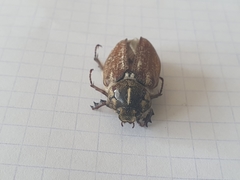 Anoxia maculiventris