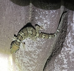 Hemidactylus sahgali