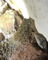 Duttaphrynus stomaticus