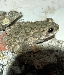 Duttaphrynus stomaticus