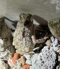 Duttaphrynus stomaticus