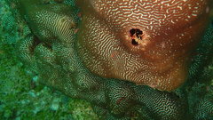 Leptoria phrygia