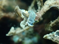 Dermatobranchus striatus