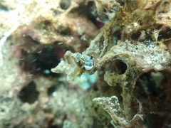 Dermatobranchus striatus