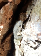 Duttaphrynus stomaticus