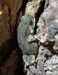 Duttaphrynus stomaticus