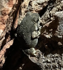 Duttaphrynus stomaticus