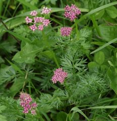 Pimpinella major