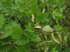 Betula fruticosa