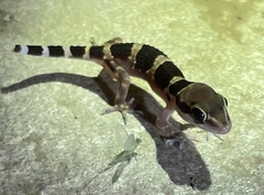 Hemidactylus triedrus