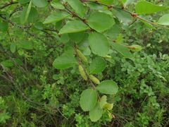 Betula fruticosa
